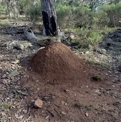 Nasutitermes exitiosus (Snouted termite, Gluegun termite) at Hackett, ACT - 14 Jun 2024 by DonFletcher