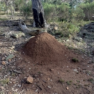 Nasutitermes exitiosus at Hackett, ACT - 14 Jun 2024