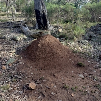 Nasutitermes exitiosus (Snouted termite, Gluegun termite) at Hackett, ACT - 14 Jun 2024 by DonFletcher