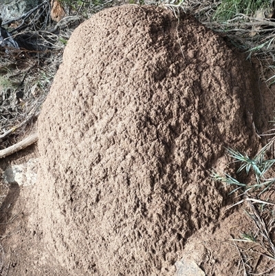 Nasutitermes exitiosus (Snouted termite, Gluegun termite) at Watson, ACT - 14 Jun 2024 by DonFletcher