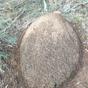 Nasutitermes exitiosus at Watson, ACT - 14 Jun 2024