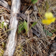 Goodenia paradoxa (Spur Goodenia) at Booth, ACT - 15 Nov 2024 by JimL