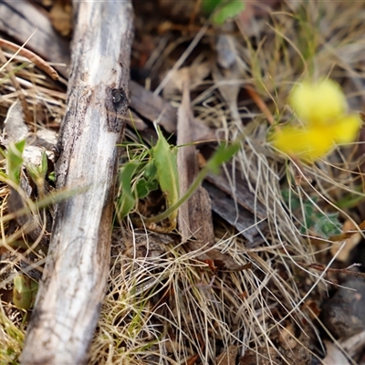 Goodenia paradoxa (Spur Goodenia) at Booth, ACT - 16 Nov 2024 by JimL