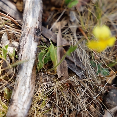 Goodenia paradoxa (Spur Goodenia) at Booth, ACT - 15 Nov 2024 by JimL