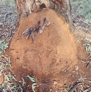 Nasutitermes exitiosus at Ainslie, ACT - suppressed