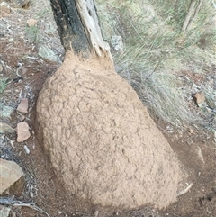 Nasutitermes exitiosus (Snouted termite, Gluegun termite) at Watson, ACT - 14 Jun 2024 by DonFletcher