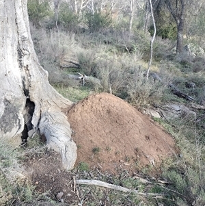 Nasutitermes exitiosus at Hackett, ACT - suppressed