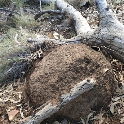 Nasutitermes exitiosus (Snouted termite, Gluegun termite) at Watson, ACT - 14 Jun 2024 by DonFletcher