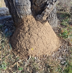 Nasutitermes exitiosus at Ainslie, ACT - 14 Jun 2024