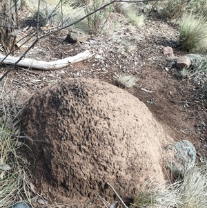 Nasutitermes exitiosus at Watson, ACT - suppressed