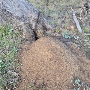 Nasutitermes exitiosus at Ainslie, ACT - 14 Jun 2024