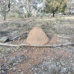 Nasutitermes exitiosus at Hackett, ACT - suppressed