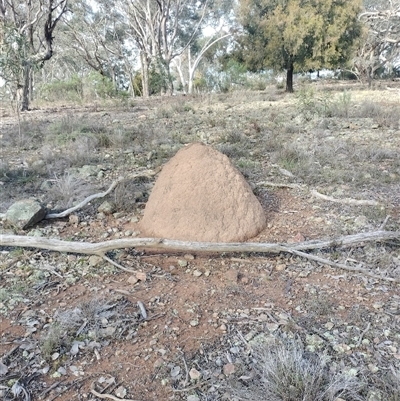 Nasutitermes exitiosus (Snouted termite, Gluegun termite) at Hackett, ACT - 14 Jun 2024 by DonFletcher