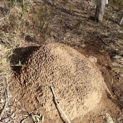 Nasutitermes exitiosus (Snouted termite, Gluegun termite) at Watson, ACT - 14 Jun 2024 by DonFletcher