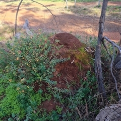 Nasutitermes exitiosus (Snouted termite, Gluegun termite) at Ainslie, ACT - 14 Jun 2024 by DonFletcher