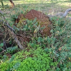 Nasutitermes exitiosus at Ainslie, ACT - suppressed