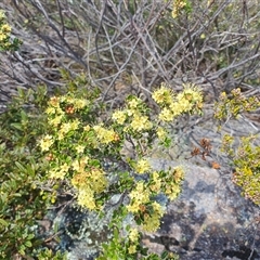 Phebalium squamulosum subsp. ozothamnoides (Alpine Phebalium, Scaly Phebalium) at Cotter River, ACT - 16 Nov 2024 by shoko