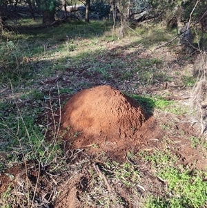 Nasutitermes exitiosus at Ainslie, ACT - 14 Jun 2024