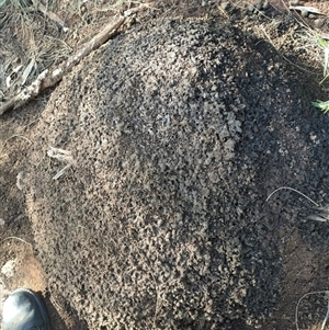 Nasutitermes exitiosus at Watson, ACT - 14 Jun 2024