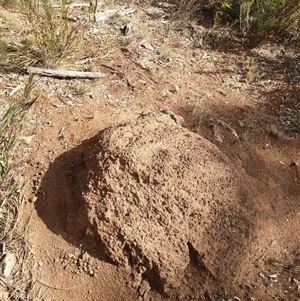 Nasutitermes exitiosus at Hackett, ACT - 14 Jun 2024