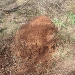 Nasutitermes exitiosus at Ainslie, ACT - 14 Jun 2024