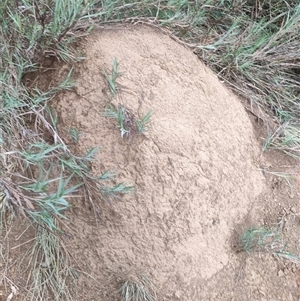 Nasutitermes exitiosus at Watson, ACT - suppressed