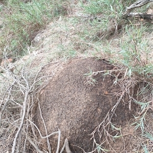 Nasutitermes exitiosus at Watson, ACT - suppressed