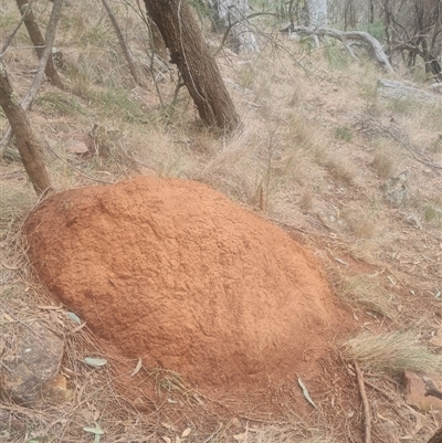 Nasutitermes exitiosus (Snouted termite, Gluegun termite) at Ainslie, ACT - 14 Jun 2024 by DonFletcher