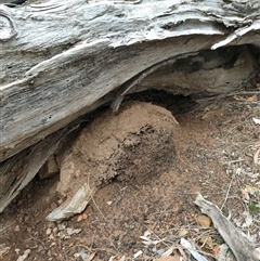 Nasutitermes exitiosus (Snouted termite, Gluegun termite) at Watson, ACT - 14 Jun 2024 by DonFletcher