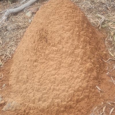 Nasutitermes exitiosus (Snouted termite, Gluegun termite) at Ainslie, ACT - 14 Jun 2024 by DonFletcher