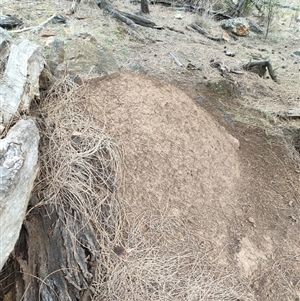 Nasutitermes exitiosus at Watson, ACT - suppressed