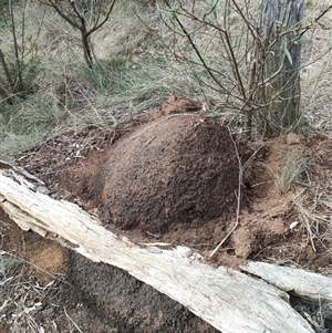 Nasutitermes exitiosus at Watson, ACT - 14 Jun 2024