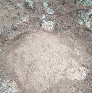 Nasutitermes exitiosus at Watson, ACT - 14 Jun 2024