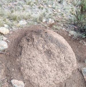 Nasutitermes exitiosus at Watson, ACT - suppressed