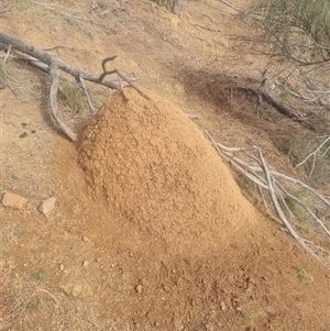 Nasutitermes exitiosus at Ainslie, ACT - 14 Jun 2024