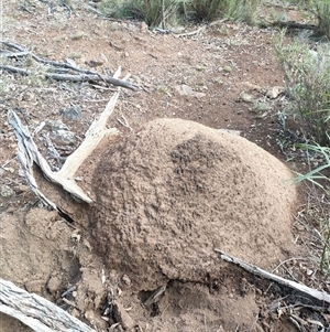 Nasutitermes exitiosus at Hackett, ACT - suppressed