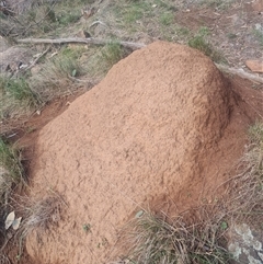 Nasutitermes exitiosus (Snouted termite, Gluegun termite) at Ainslie, ACT - 14 Jun 2024 by DonFletcher