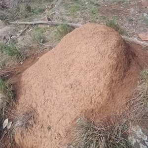 Nasutitermes exitiosus at Ainslie, ACT - 14 Jun 2024