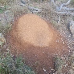 Nasutitermes exitiosus (Snouted termite, Gluegun termite) at Ainslie, ACT - 14 Jun 2024 by DonFletcher