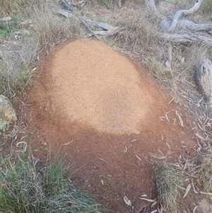 Nasutitermes exitiosus at Ainslie, ACT - suppressed