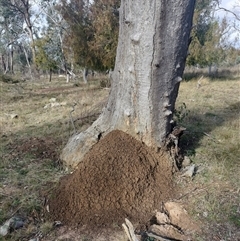 Nasutitermes exitiosus (Snouted termite, Gluegun termite) at Hackett, ACT - 14 Jun 2024 by DonFletcher