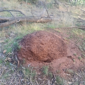 Nasutitermes exitiosus at Ainslie, ACT - 14 Jun 2024