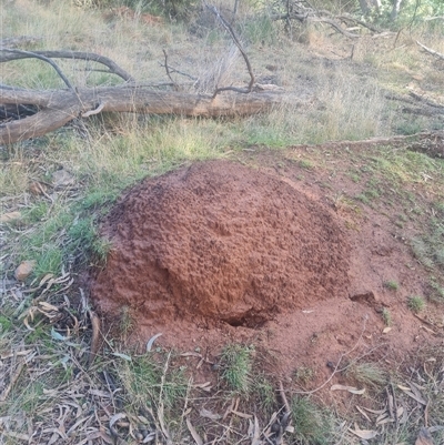 Nasutitermes exitiosus (Snouted termite, Gluegun termite) at Ainslie, ACT - 14 Jun 2024 by DonFletcher