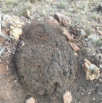 Nasutitermes exitiosus (Snouted termite, Gluegun termite) at Watson, ACT - 14 Jun 2024 by DonFletcher