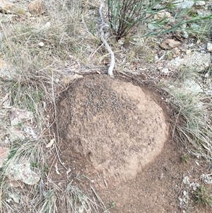 Nasutitermes exitiosus at Watson, ACT - 14 Jun 2024