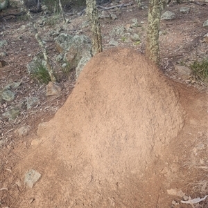 Nasutitermes exitiosus at Ainslie, ACT - suppressed