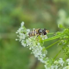 Simosyrphus grandicornis (Common hover fly) at Bungendore, NSW - 17 Nov 2024 by clarehoneydove