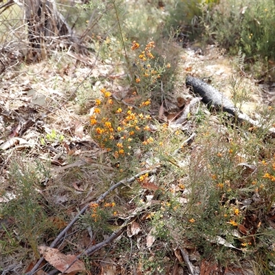 Mirbelia oxylobioides (Mountain Mirbelia) at Booth, ACT - 15 Nov 2024 by JimL