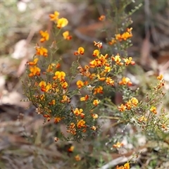 Mirbelia oxylobioides at Booth, ACT - 16 Nov 2024