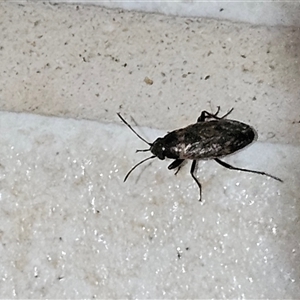 Lygaeoidea sp. (superfamily) at Hawker, ACT - suppressed